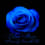 Blue-Rose